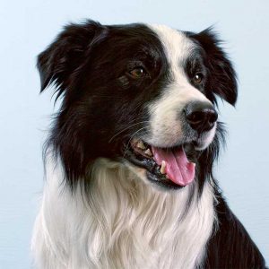 border collie