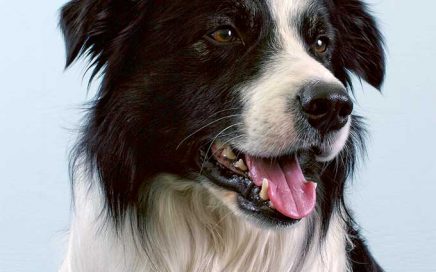 border collie