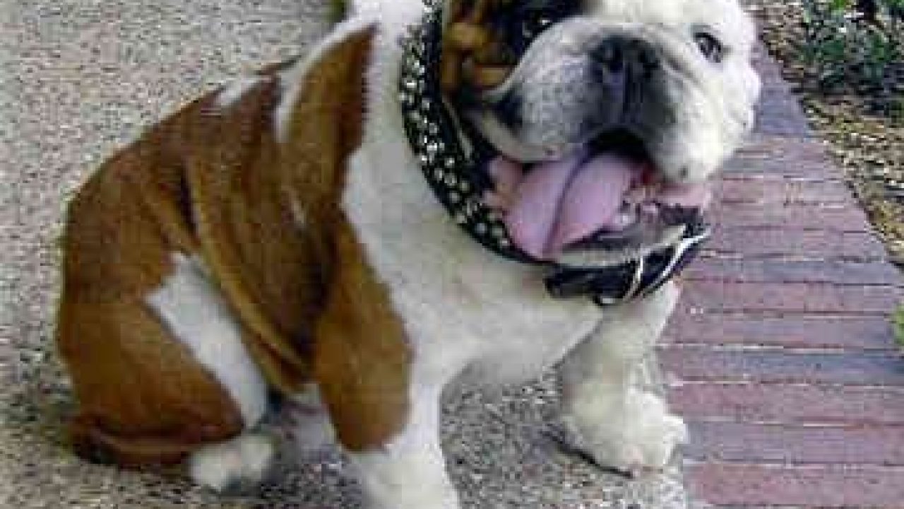 Bulldog Inglese Quale Pettorina Scegliere Misure E Modelli Consigliati