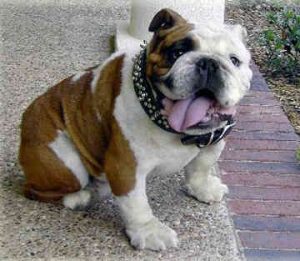 bulldog con collare borchiato