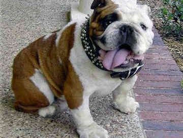 bulldog con collare borchiato