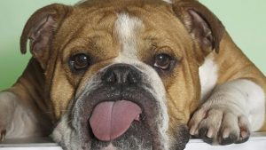 Bulldog Inglese Quale Pettorina Scegliere Misure E Modelli Consigliati