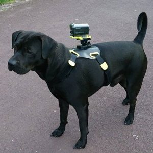 cane nero con una imbracatura con attacco cam go pro