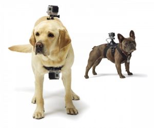 pettorina gopro per cani