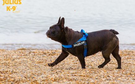 julius k9 belt per cani piccoli