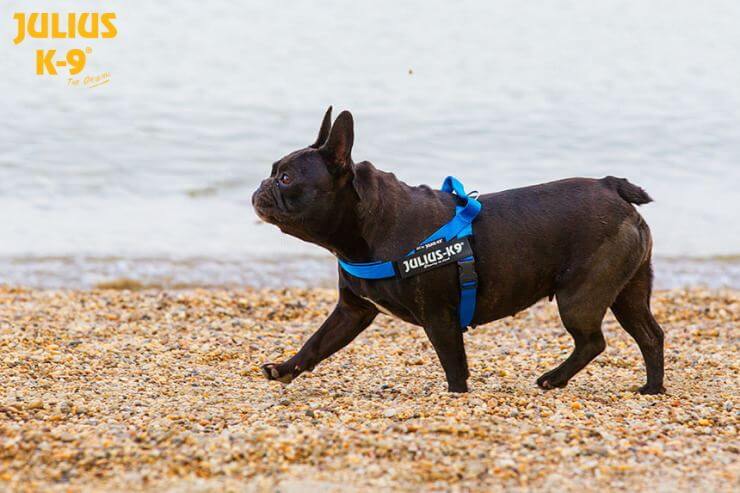 Pettorina per cani di piccola taglia - Guida alla scelta per taglie XS e Mini