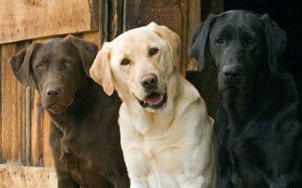 tipi di labrador retriever