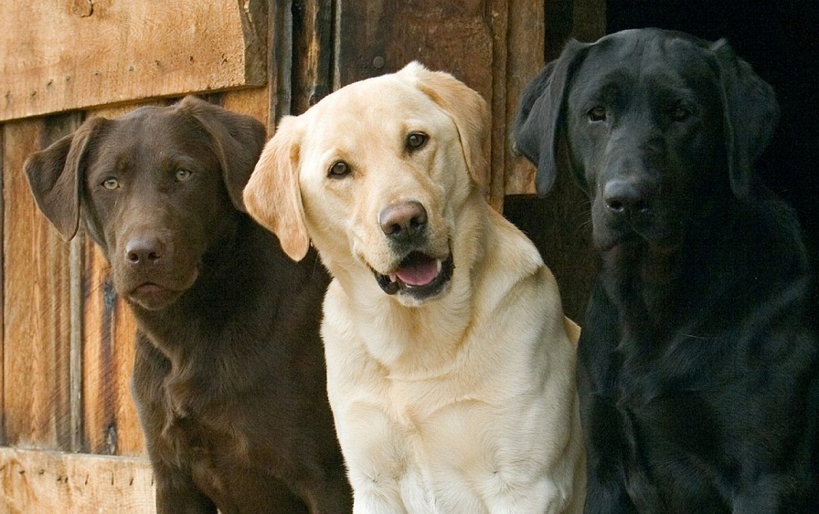 Labrador Retriever Quale Pettorina Scegliere Misure E Modelli