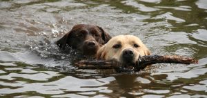 labrador riporta un pezzo di legno