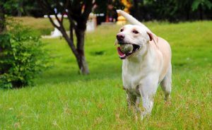 un labrador retriever riporta una pallina da tennis