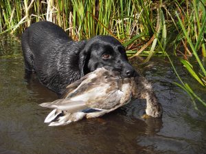 labrador riporta selvagina in acqua