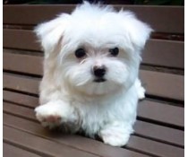 maltese