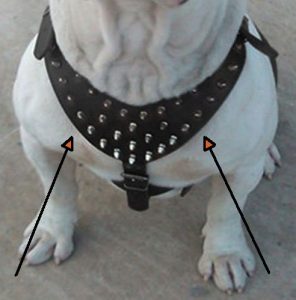 Bulldog Inglese, quale pettorina scegliere. Misure e modelli consigliati