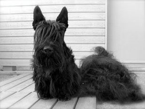 lo stripping, toelettatura particolare dello scotish terrier