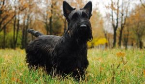 scottish terrier