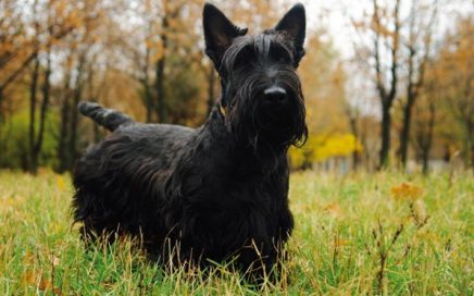 scottish terrier