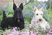 scottish terrier: c'è anche la versione bianca