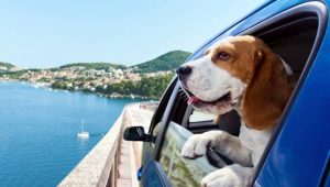 viaggiare in auto col cane