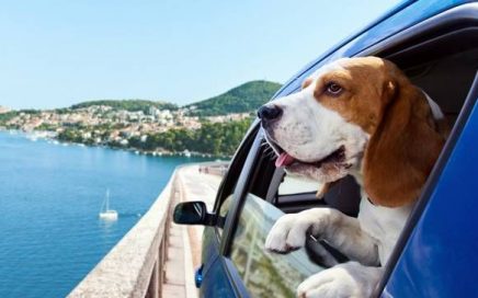 viaggiare in auto col cane